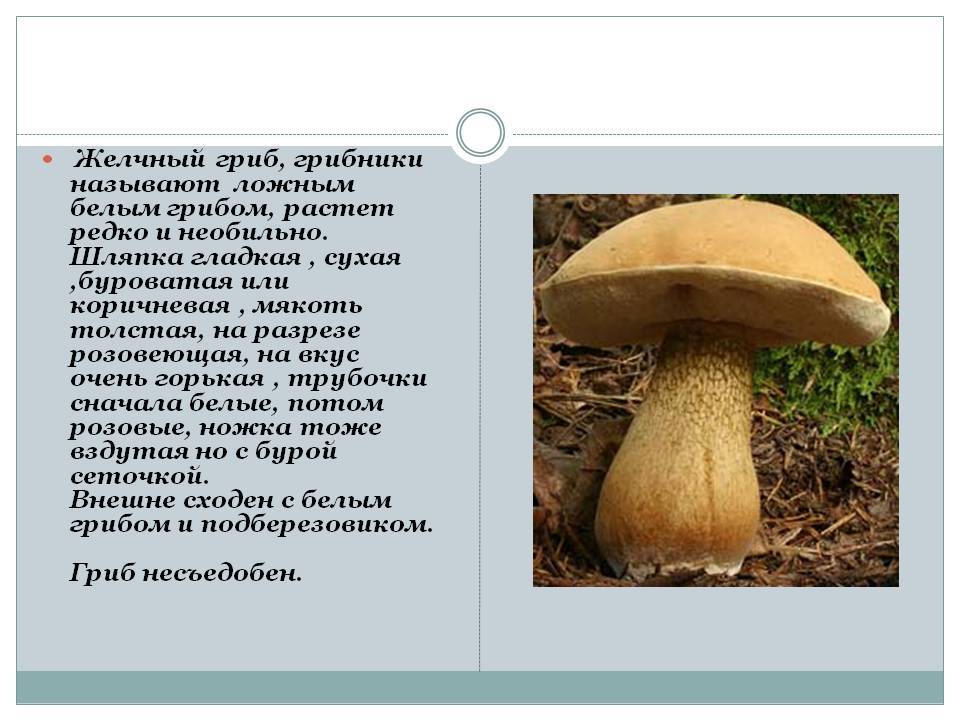Ложный белый гриб и настоящий: +19 фото и описание, как отличить?