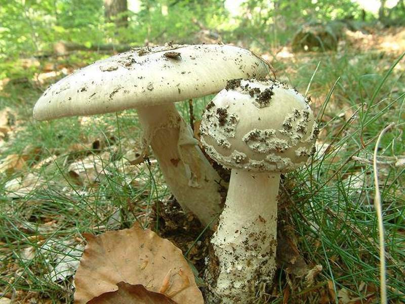 Мир мухоморов - грибы собираем