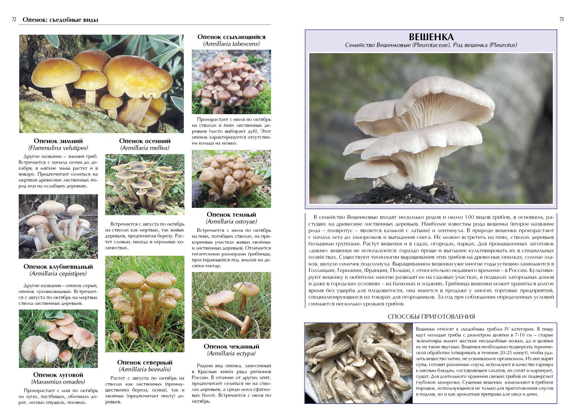 Популярные съедобные грибы. фото, названия и описание. — ботаничка