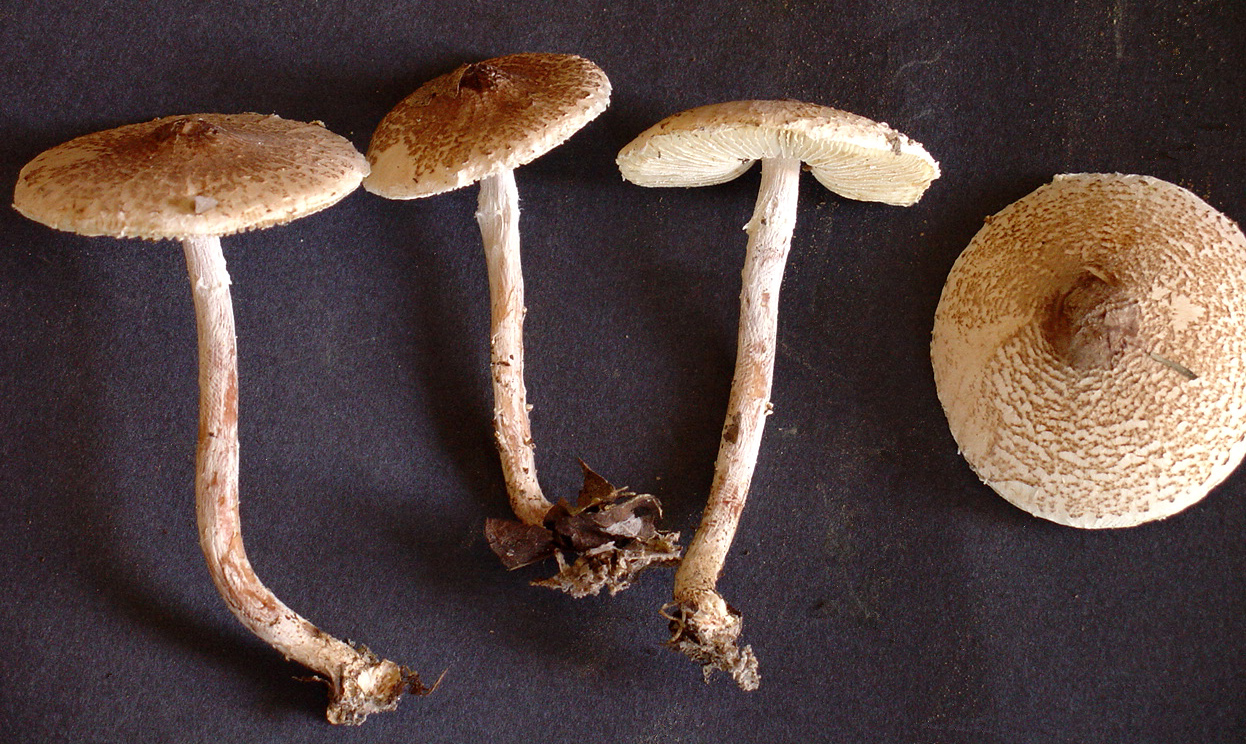 7 самых ядовитых грибов в мире (описание + фото). | эрудиция - познавательный канал | дзен