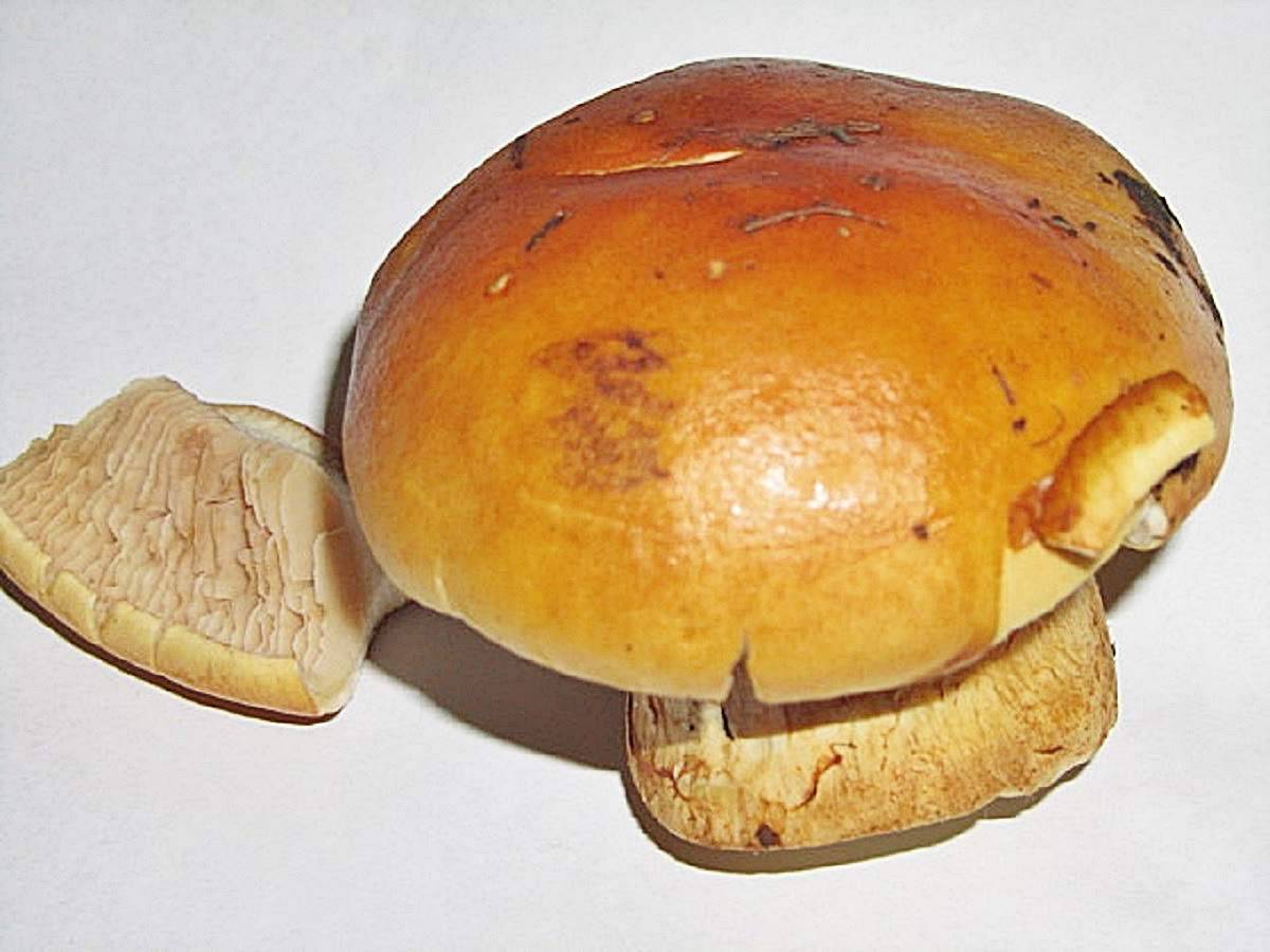Вы ничего не знали о сатанинском грибе! в чем его опасность?
