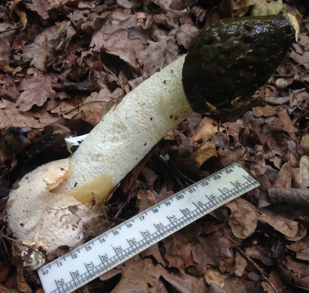 Гриб веселка – лечебные свойства лесного бесстыдника - грибы собираем