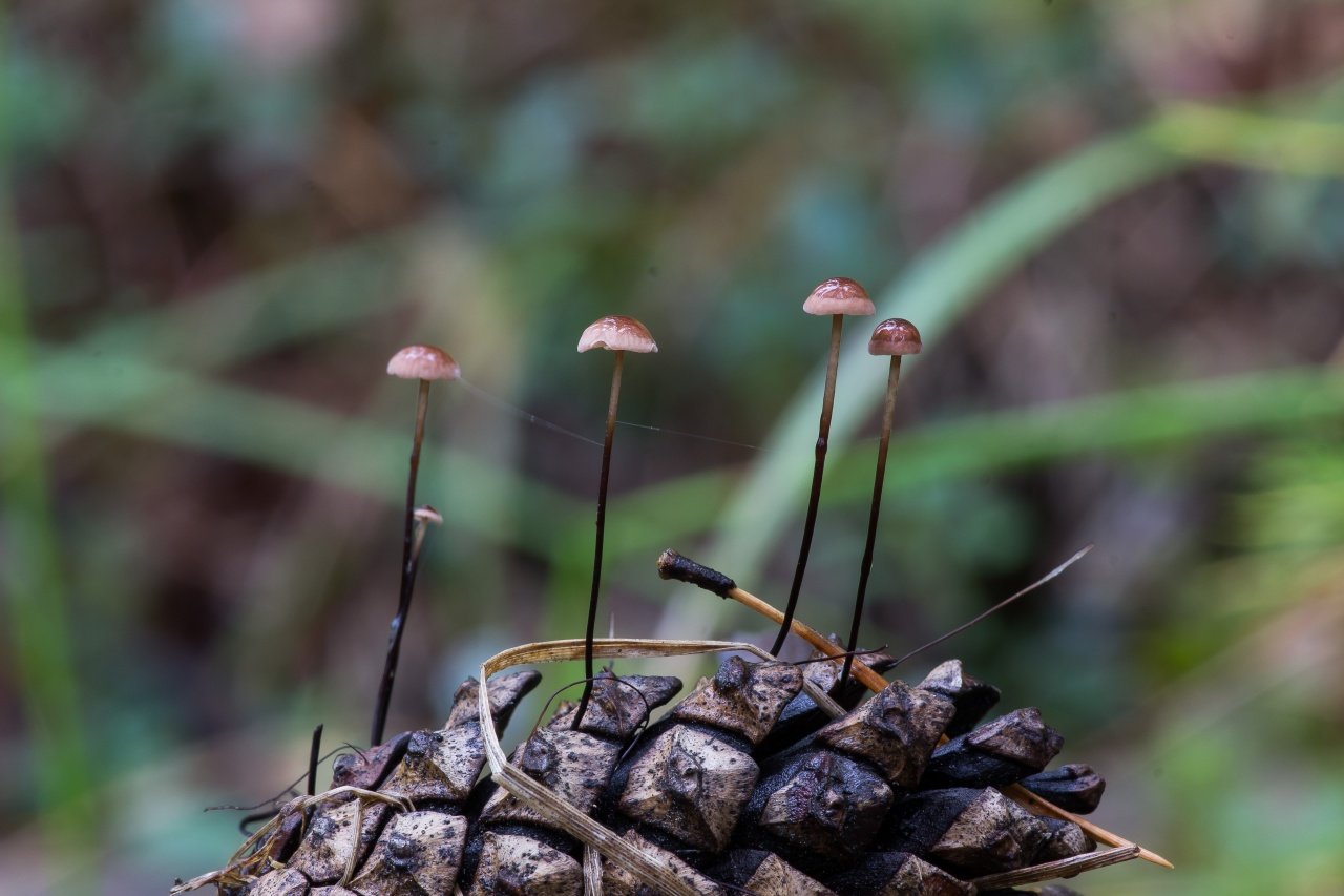 Негниючник колёсовидный - описание, где растет, ядовитость гриба