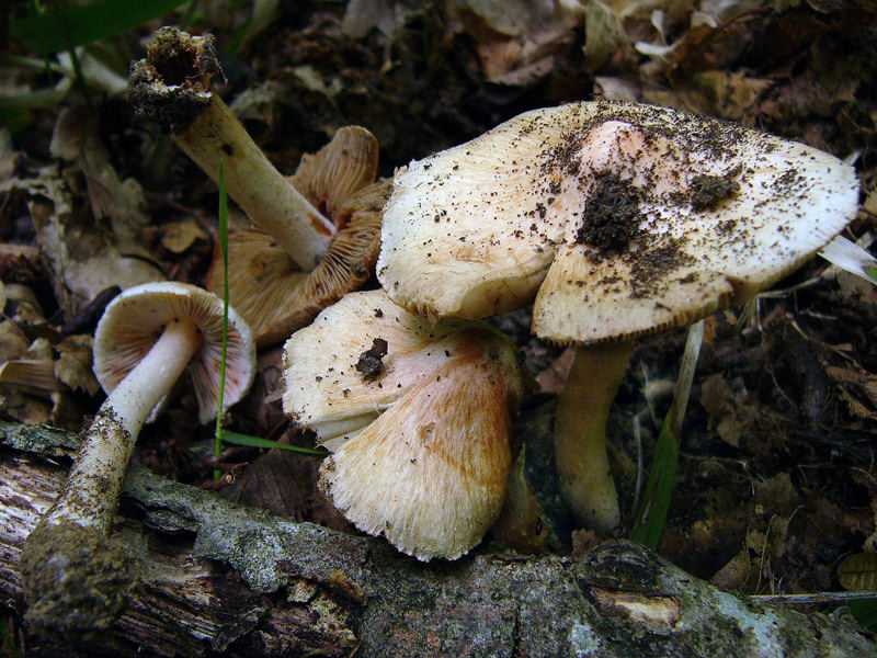 Гриб волоконница (inocybe): ядовитый гриб, содержащий яд мускарин