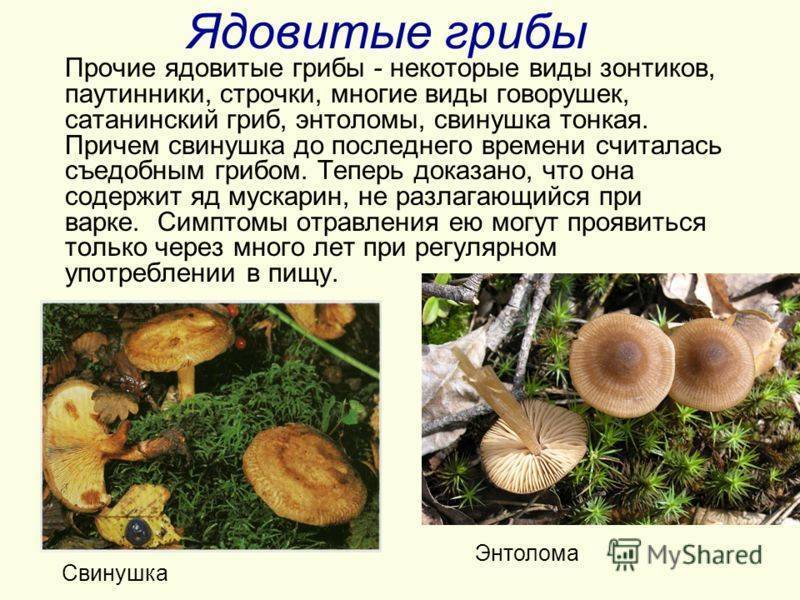 Свинухи - фото, описание и как готовить. гриб свинушка: польза и вред