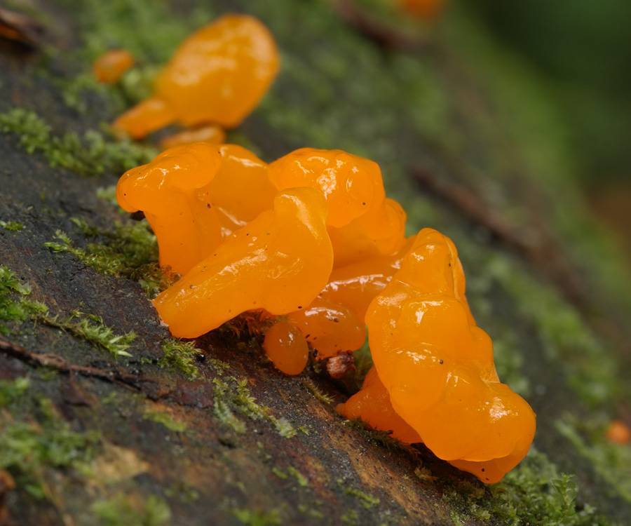 Гриб дрожалка. Дрожалка оранжевая (Tremella mesenterica). Дрожалка листоватая. Дрожалка оранжевая съедобный гриб. Тремелла листоватая.