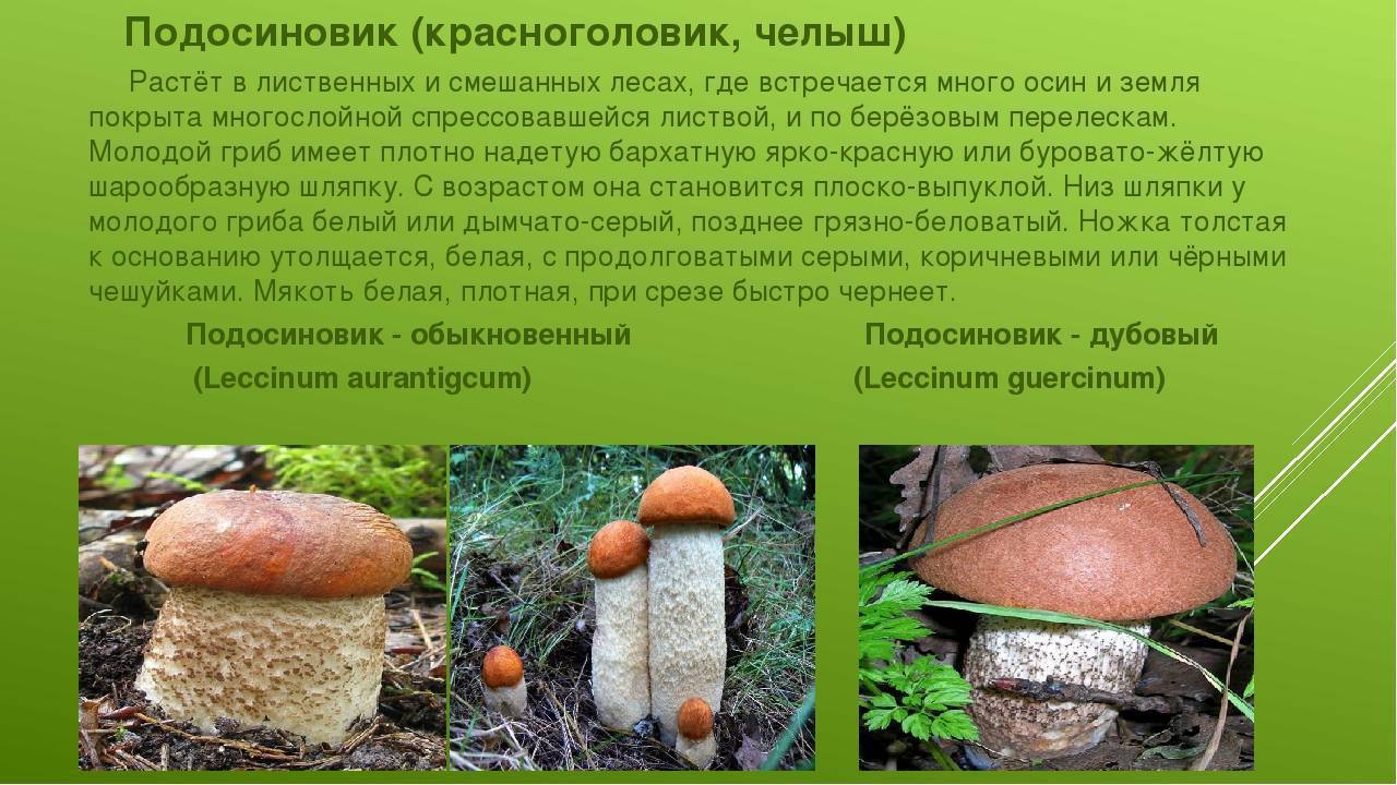 "валуй, не балуй!" горькая правда о народном грибе | это грибы! | дзен