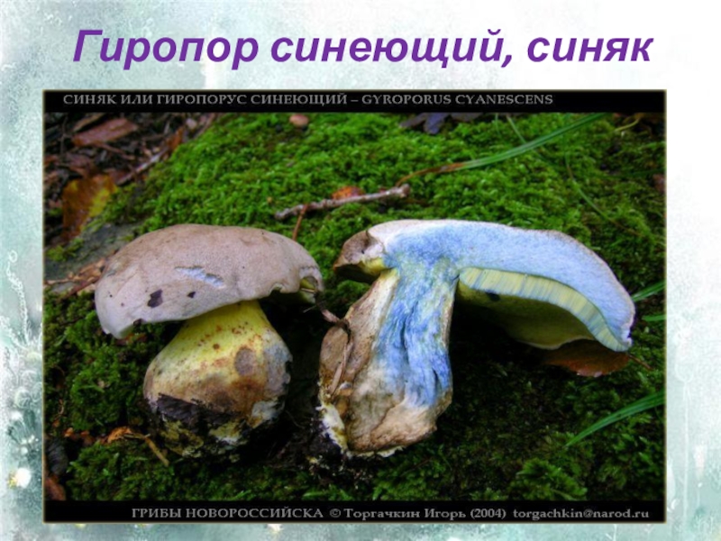 Гриб синяк: описание с фото, отличительные признаки и другое название гриба