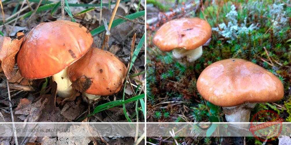 Осенние грибы — когда и какие пойдут, как отличить от опасных двойников