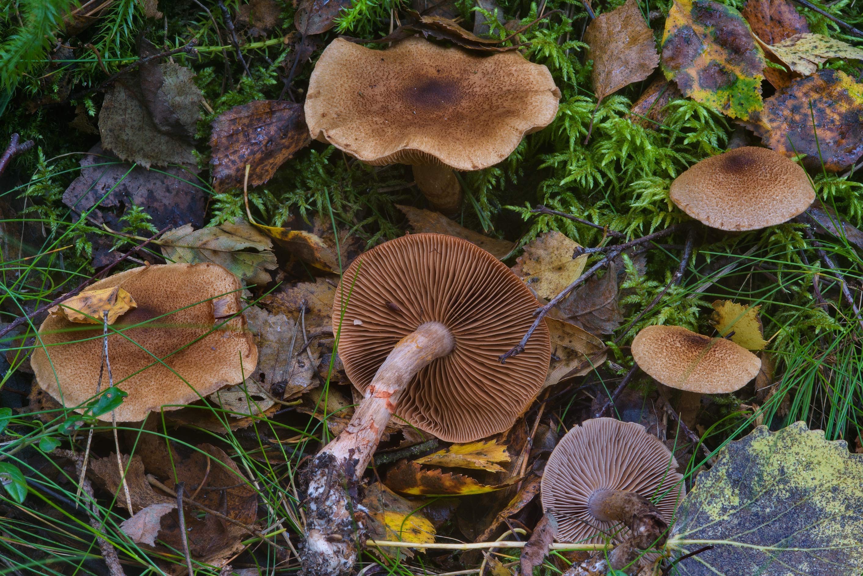 Паутинник гриб съедобный или нет. грибы паутинники и их разновидности. как готовить паутинник: рецепты приготовления