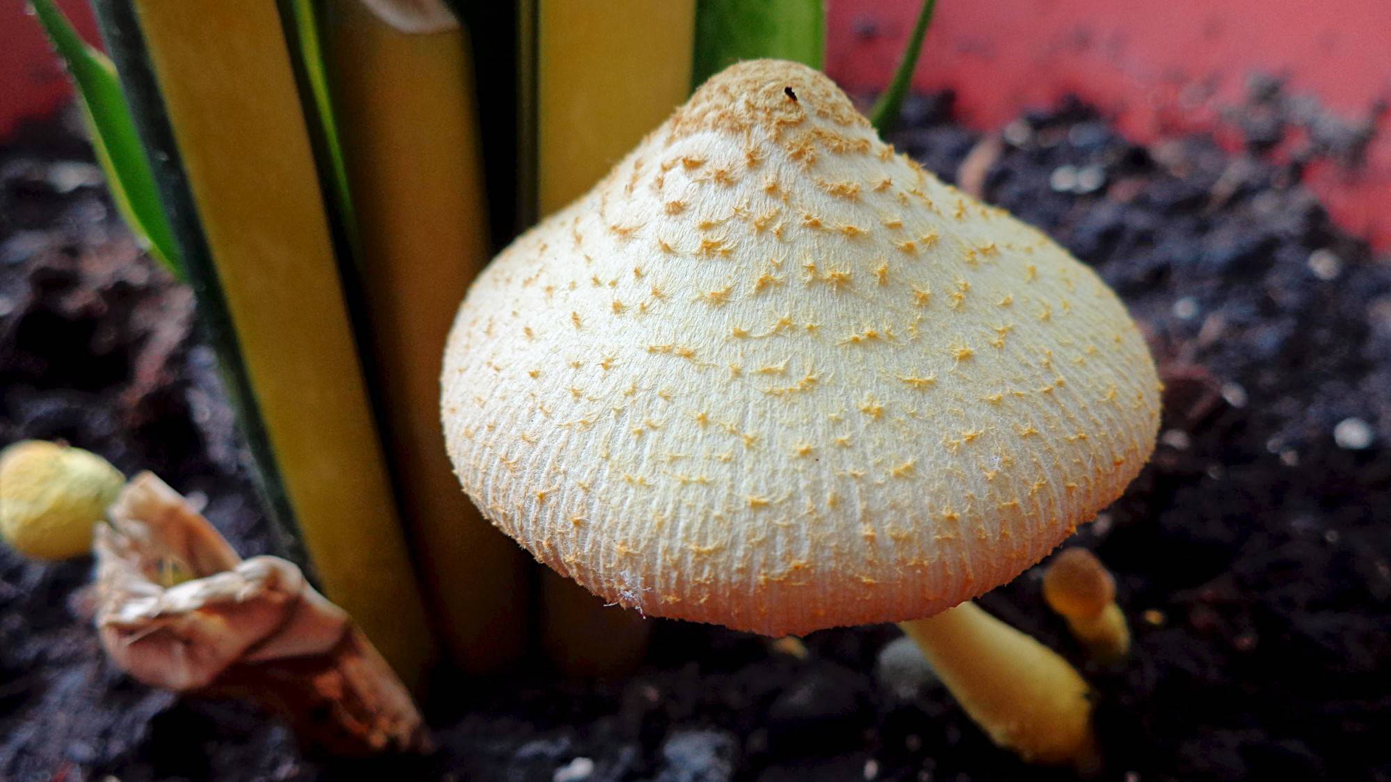 Белонавозник пилата: фото и описание гриба, съедобный или нет