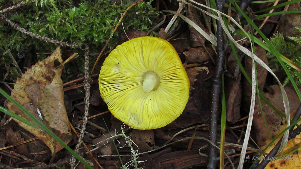 Плютей благородный или петаcатус (pluteus petasatus): фото и описание гриба, где растет, похожие виды