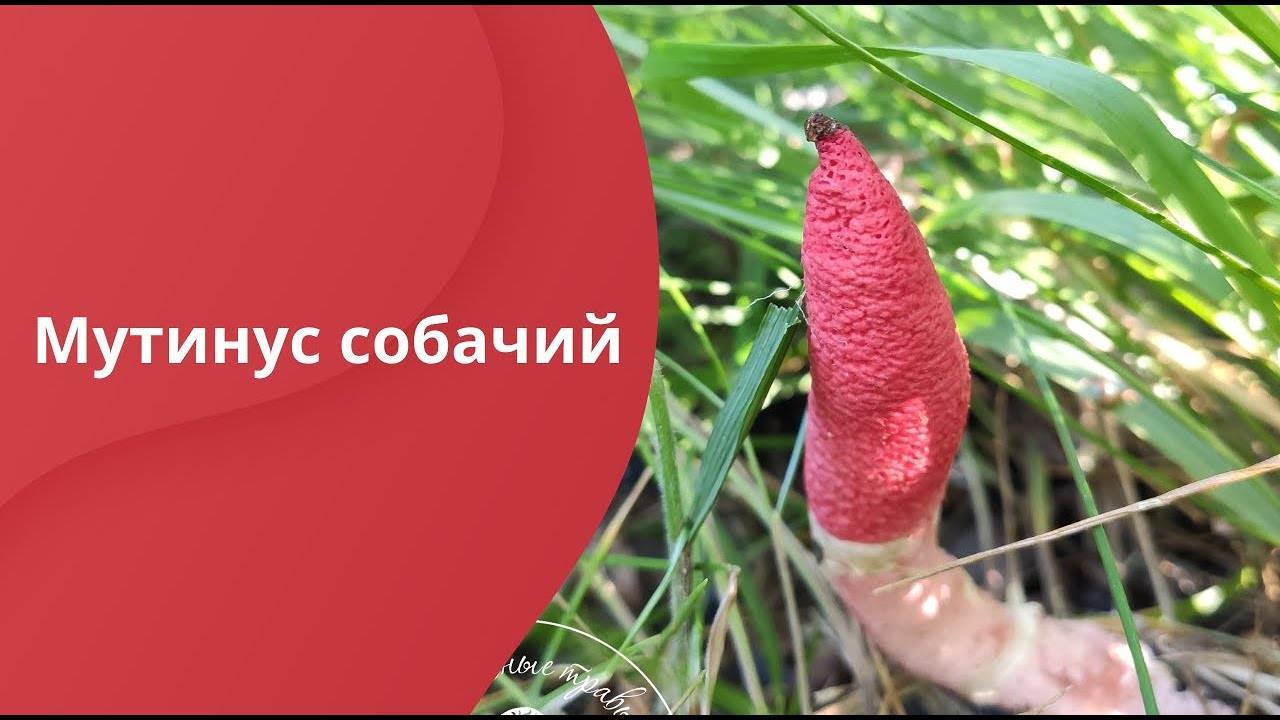 Мутинус собачий - фото и описание гриба из красной книги, лечебные свойства, mutinus caninus