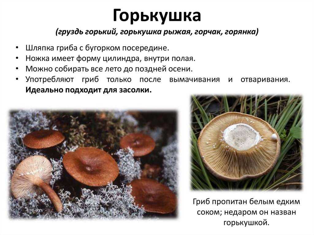 Горькушка (Lactarius rufus), сухарка, горький груздь, горянка, горчак — фото и описание массового гриба хвойных лесов