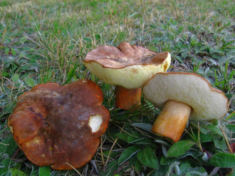 Самые редкие грибы россии