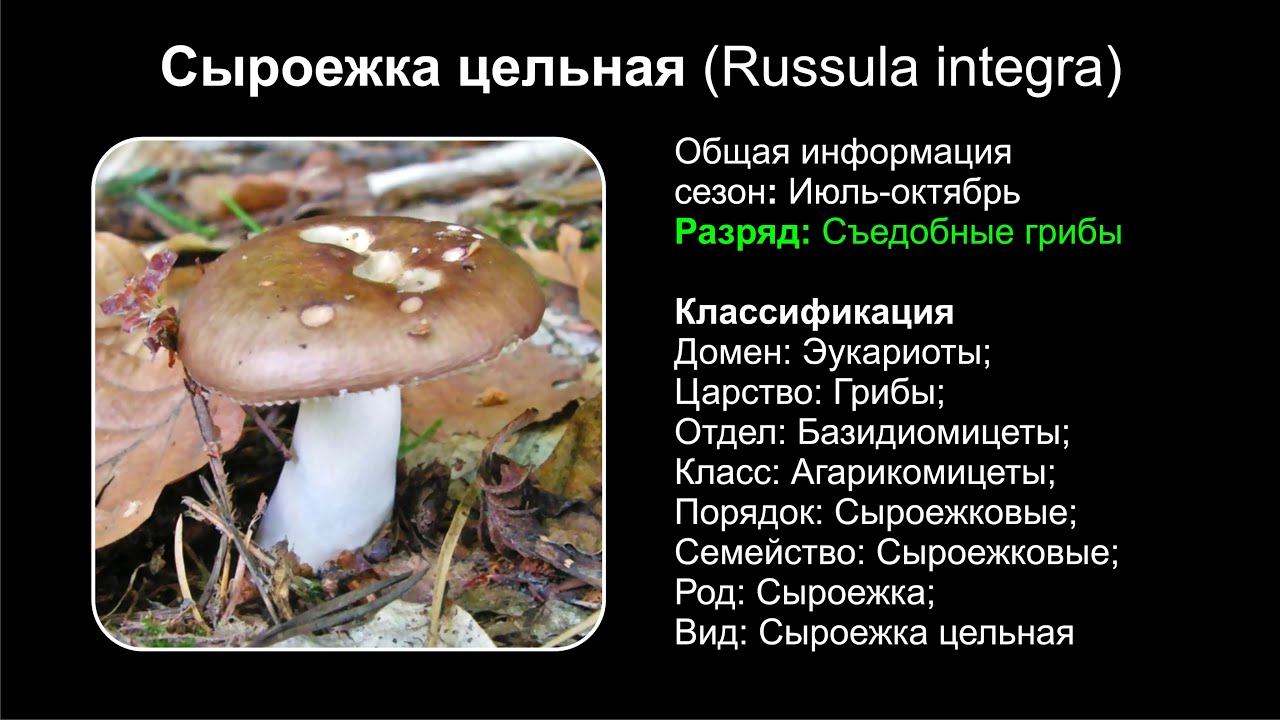 Грибы сыроежки (russula): где растут, виды, фото, калорийность