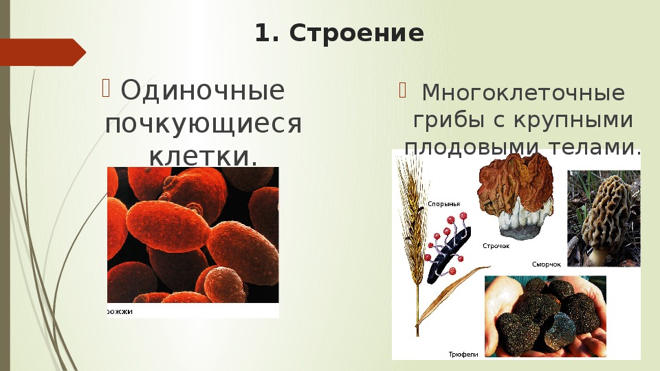 Сордариомицеты - sordariomycetes