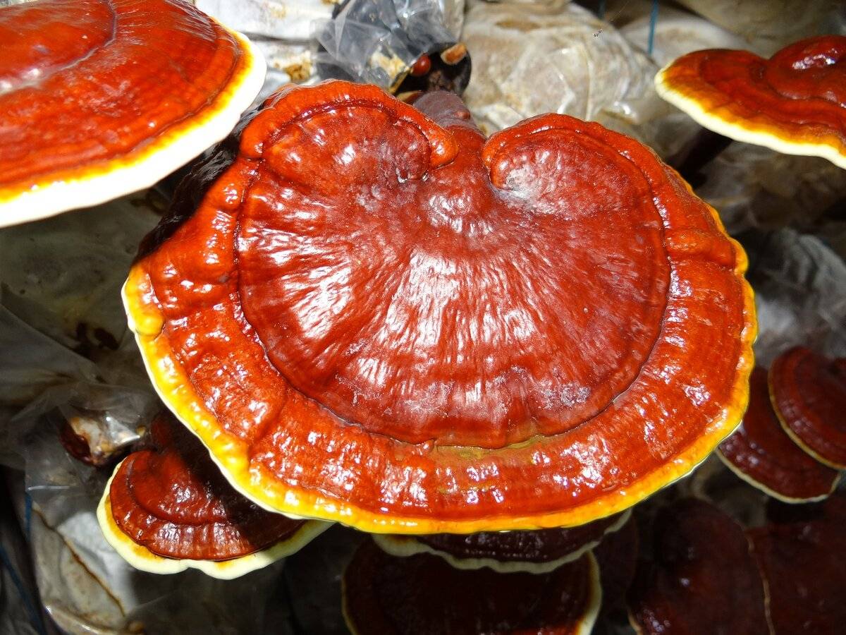 Грибы рейши. полезные и лечебные свойства грибов рейши. отзывы и противопоказания