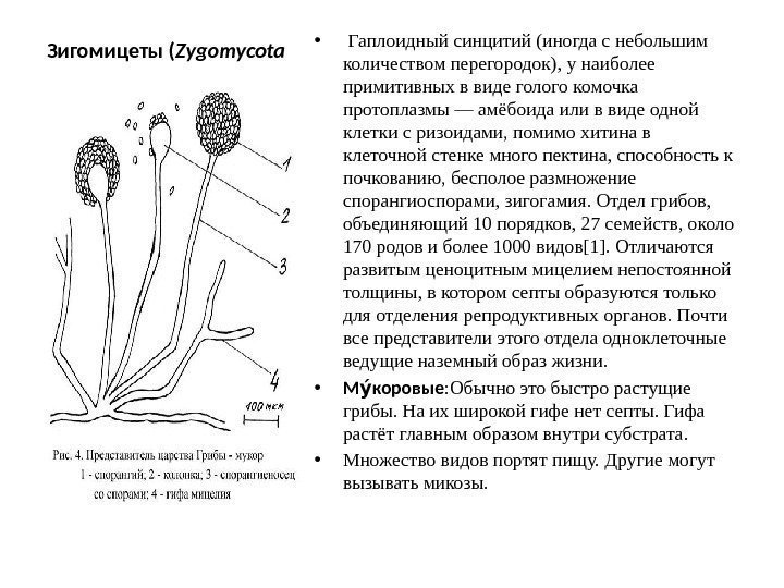 Гриб кольцевик (stropharia rugoso-annulata): фото, описание и выращивание в домашних условиях из мицелия