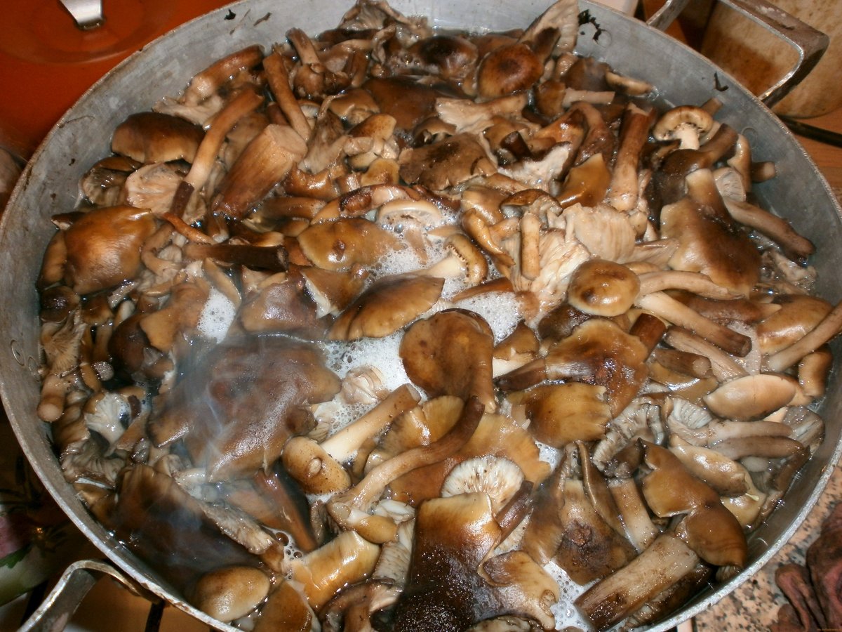 ???? сколько варить грибы: секреты опытных кулинаров