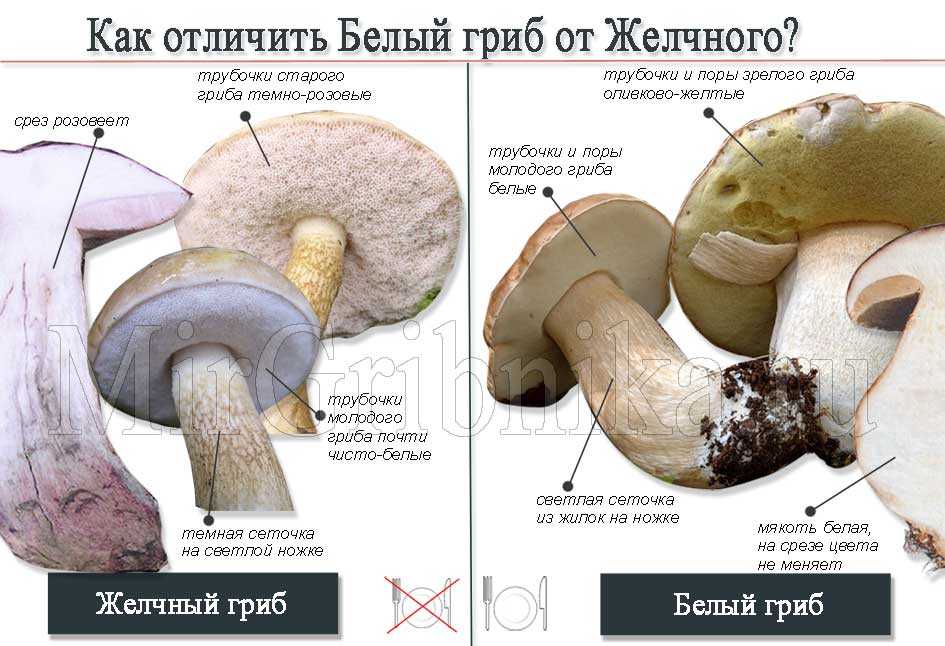Классификация съедобных грибов по степени съедобности и категориям