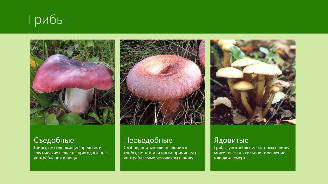 Съедобные грибы - названия видов, краткое описание и фото — природа мира