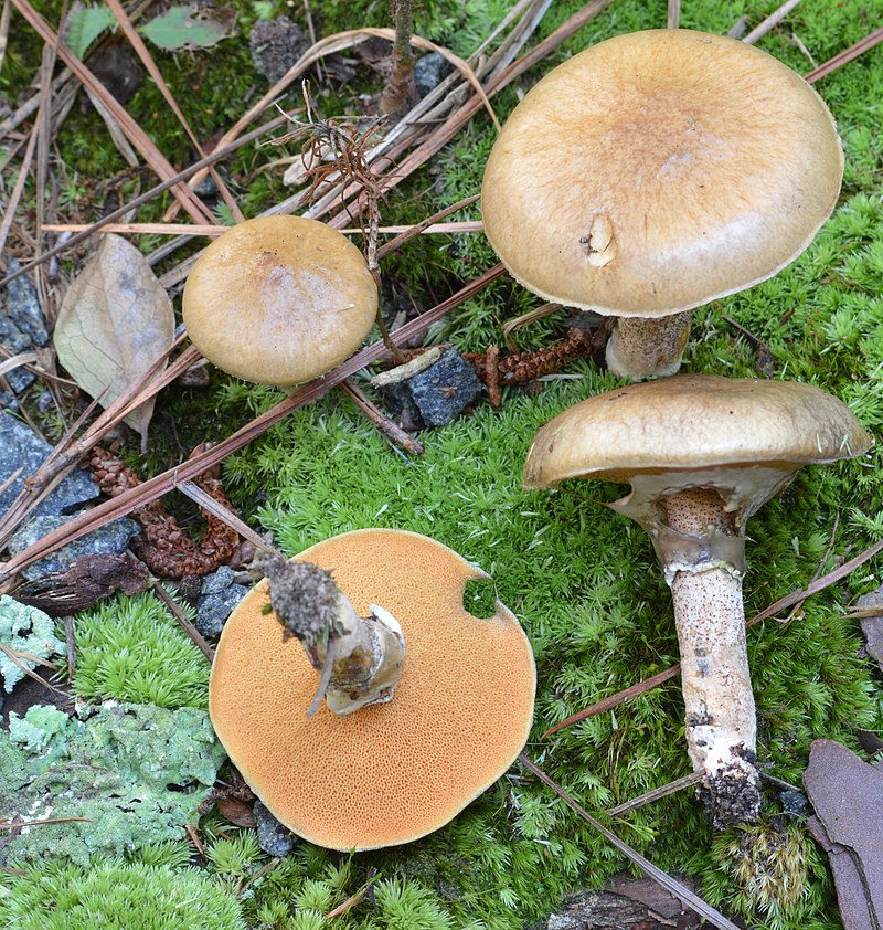 Желтые маслята, настоящие, осенние, обыкновенные или поздние (suillus luteus): фото описание, ложные двойники и как готовить гриб