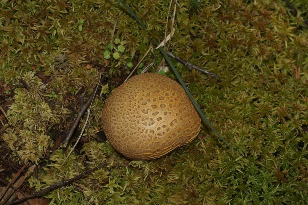 Дождевики: описание съедобных видов, рецепты, предупреждения о ядовитых грибах