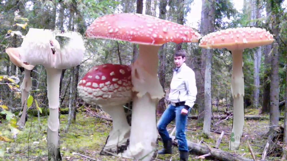 Какой самый большой гриб в мире