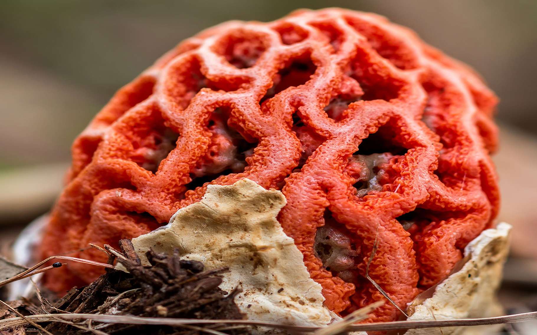 Съедобный или нет гриб красный решеточник; ботаническое описание, распространение