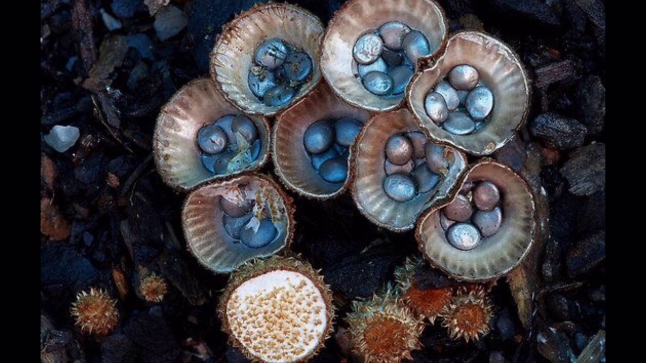 Самые необычные грибы мира - zefirka