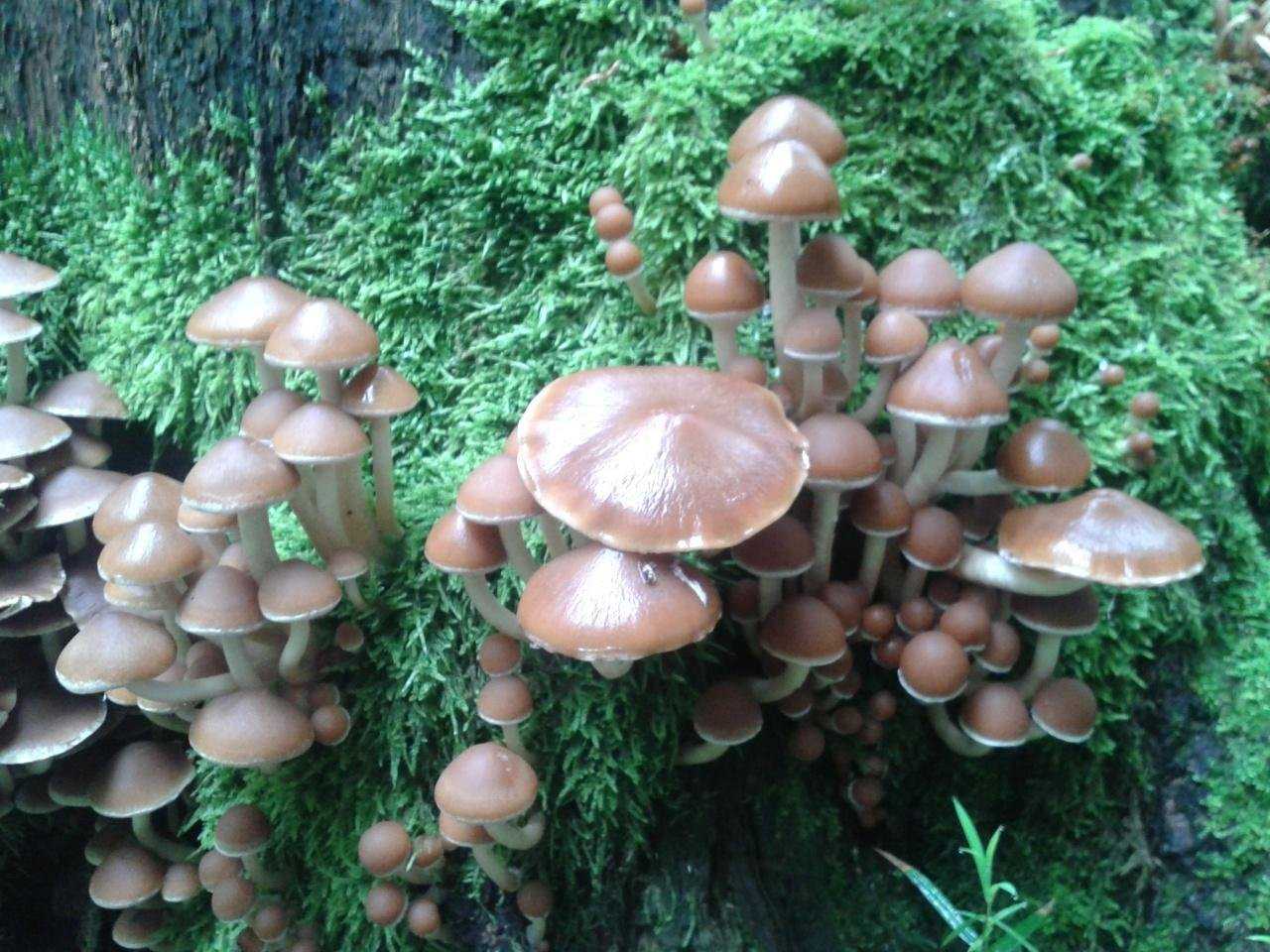 Псатирелла серо-бурая – гриб на дереве — викигриб