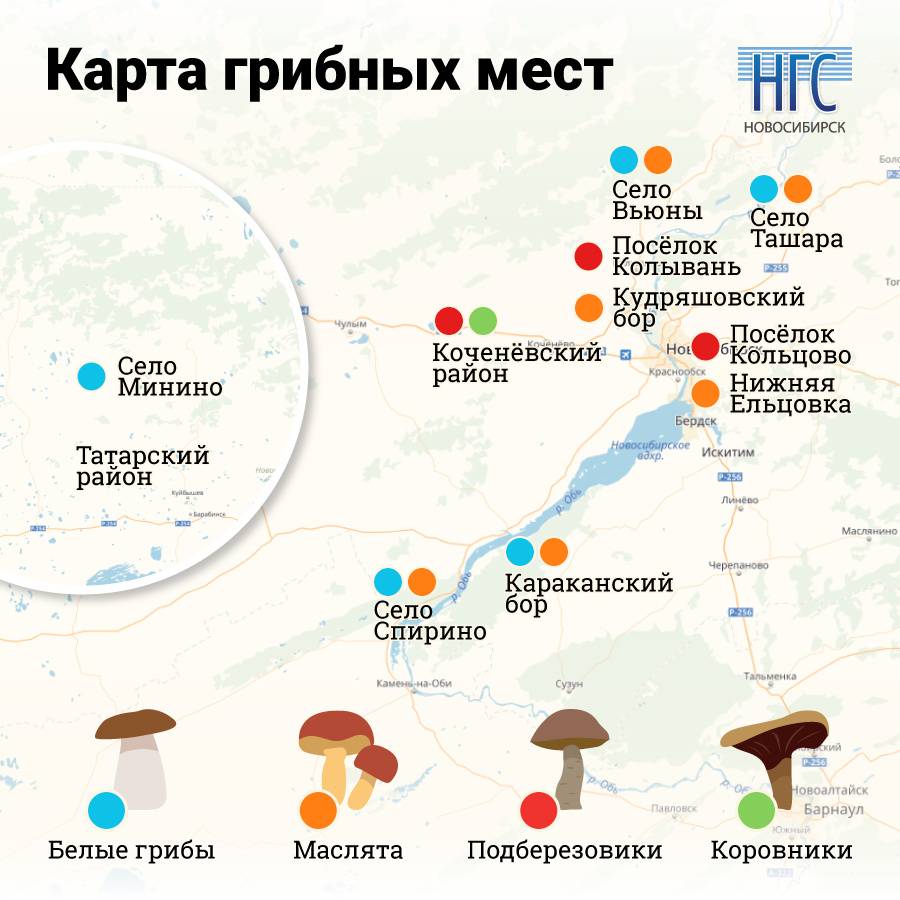 Грибы тюменской области 2023: когда и где собирать, сезоны и грибные места