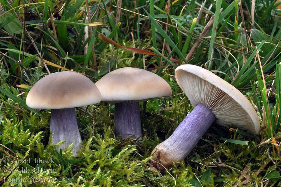 Как выглядят грибы синеножки: описание, места произрастания и съедобность