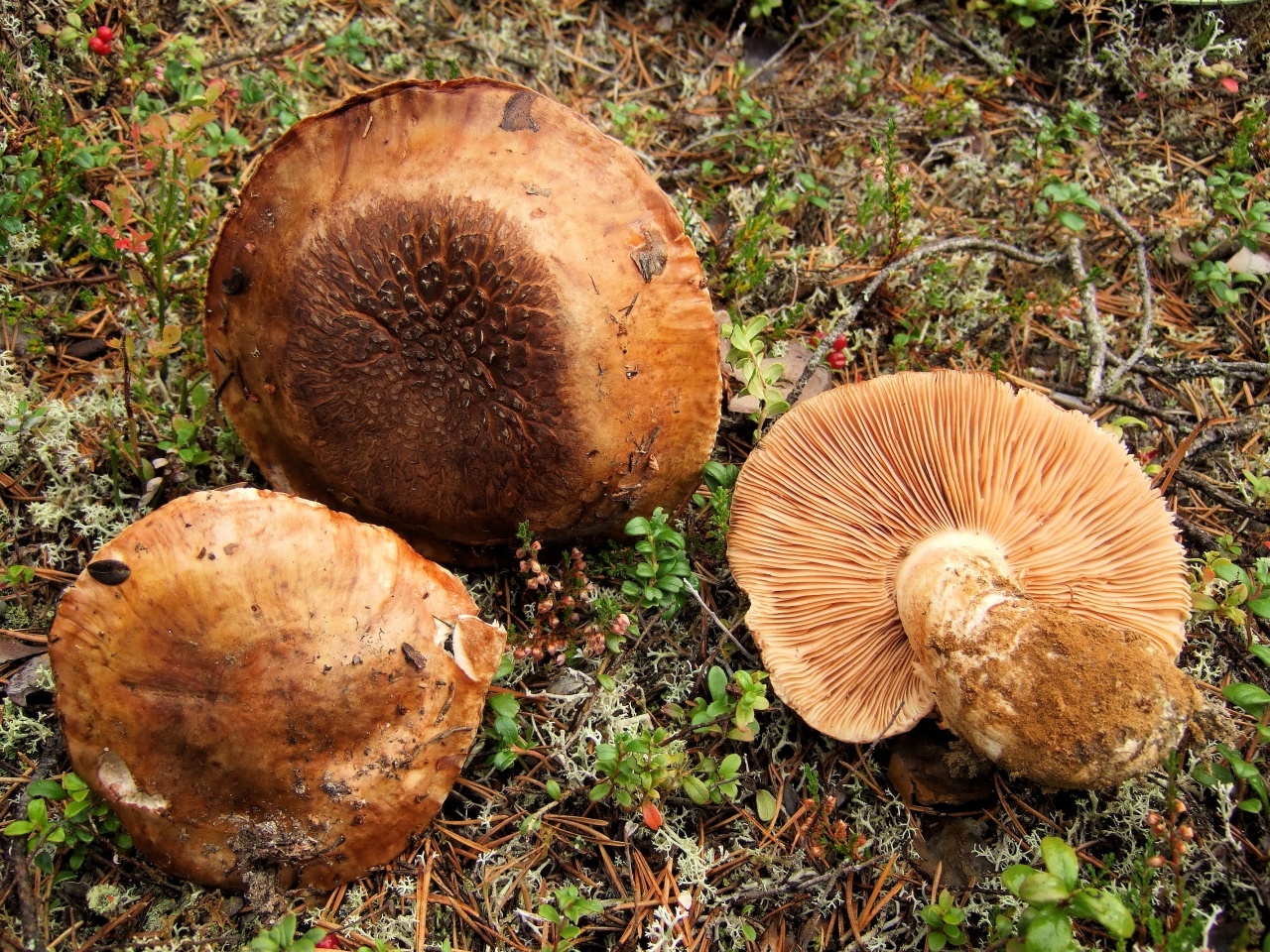 Рядовка желто-красная, красный или сосновый опенок (tricholomopsis rutilans): фото, описание и как готовить гриб
