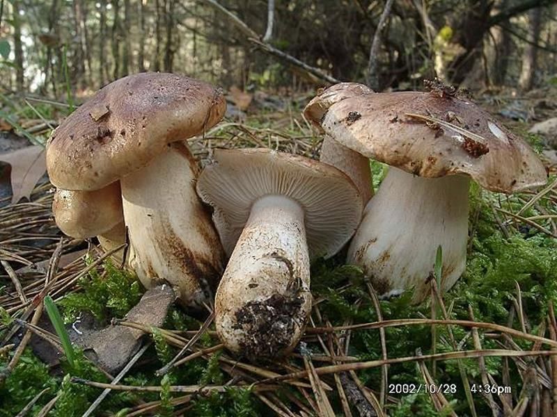 Подтопольники или тополиная рядовка: описание и фото, подробный разбор гриба и как его готовить