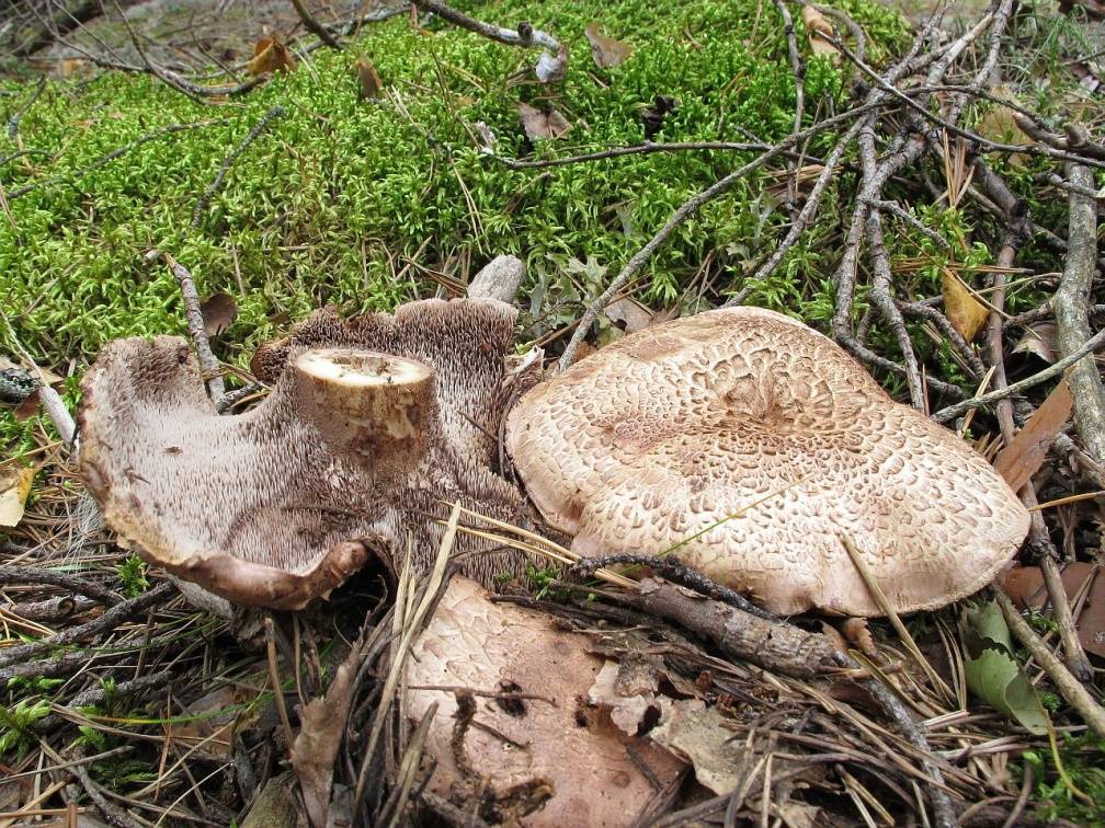 Ежовики — описание с фото полезных свойств и вреда грибов, противопоказаний по употреблению, их использования в кулинарии