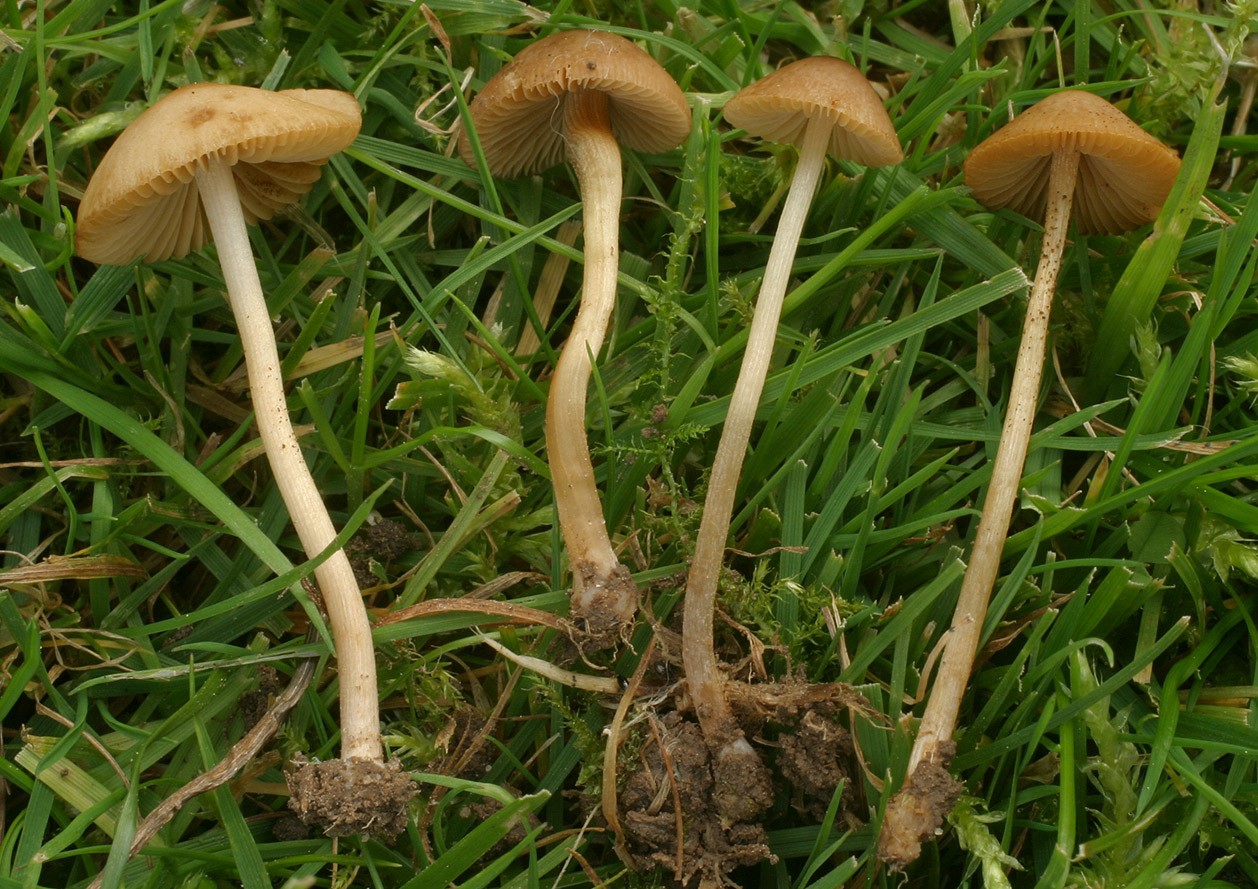 Коноцибе хорошенькая (conocybe pulchella) – грибы сибири