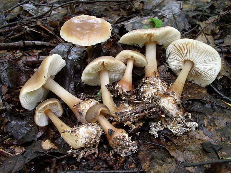 Зонтик каштановый, гриб заячий хвост или лепиота каштановая: фото, описание и отличие от других грибов