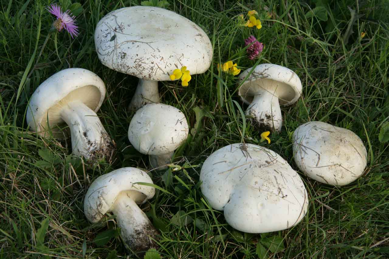 Ложносвинуха рядовковидная – редкий вид грибов — викигриб