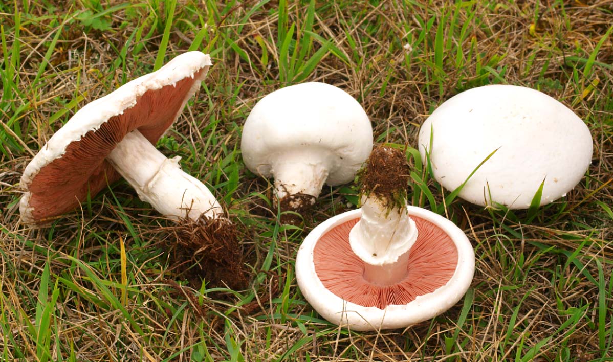 Шампиньоны — съедобные грибы: фото, описание видов