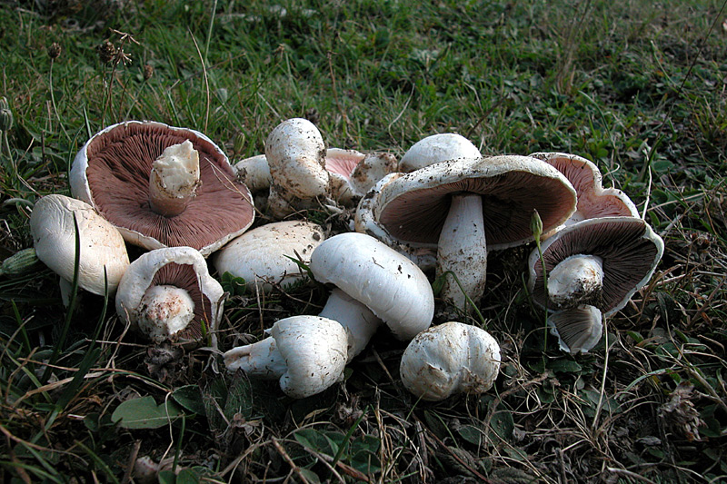 Где растут в природе грибы шампиньоны и когда их можно собирать