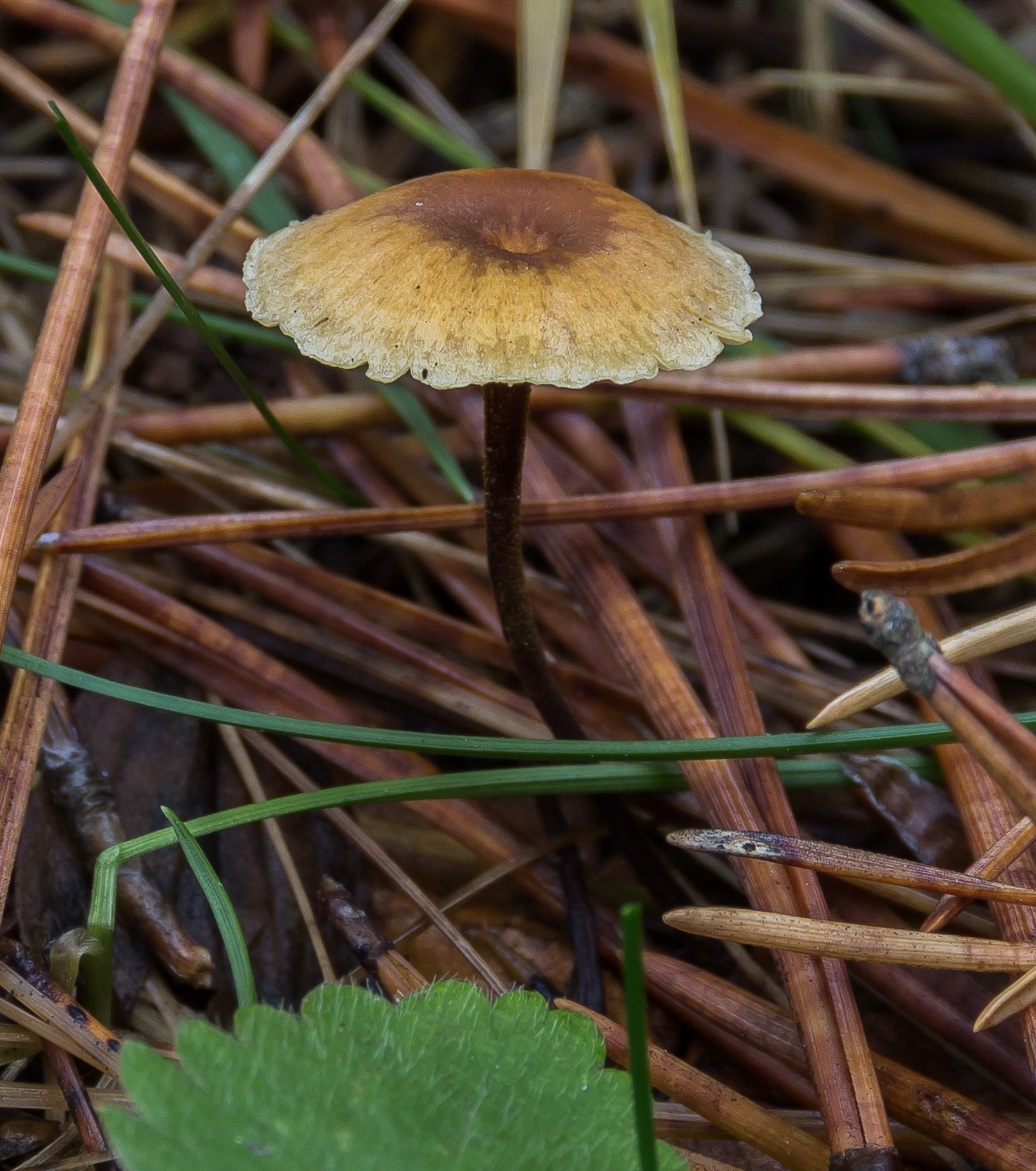 Ксеромфалина стеблевидная (xeromphalina cauticinalis) – грибы сибири