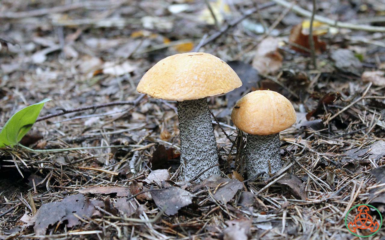 Подосиновик белоножковый (leccinum albostipitatum) – грибы сибири
