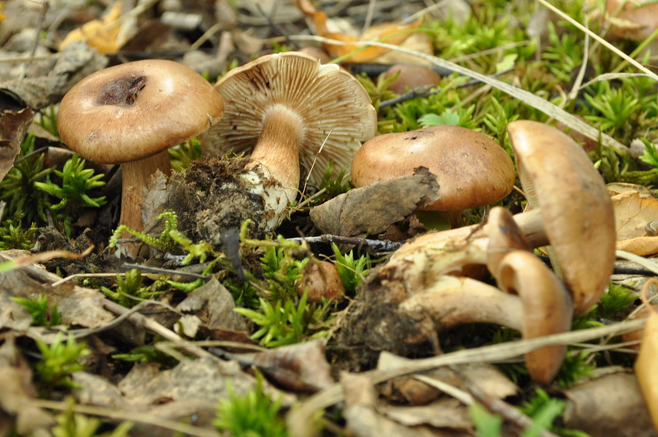 Тополевая рядовка – тайный осенний друг тополей - грибы собираем