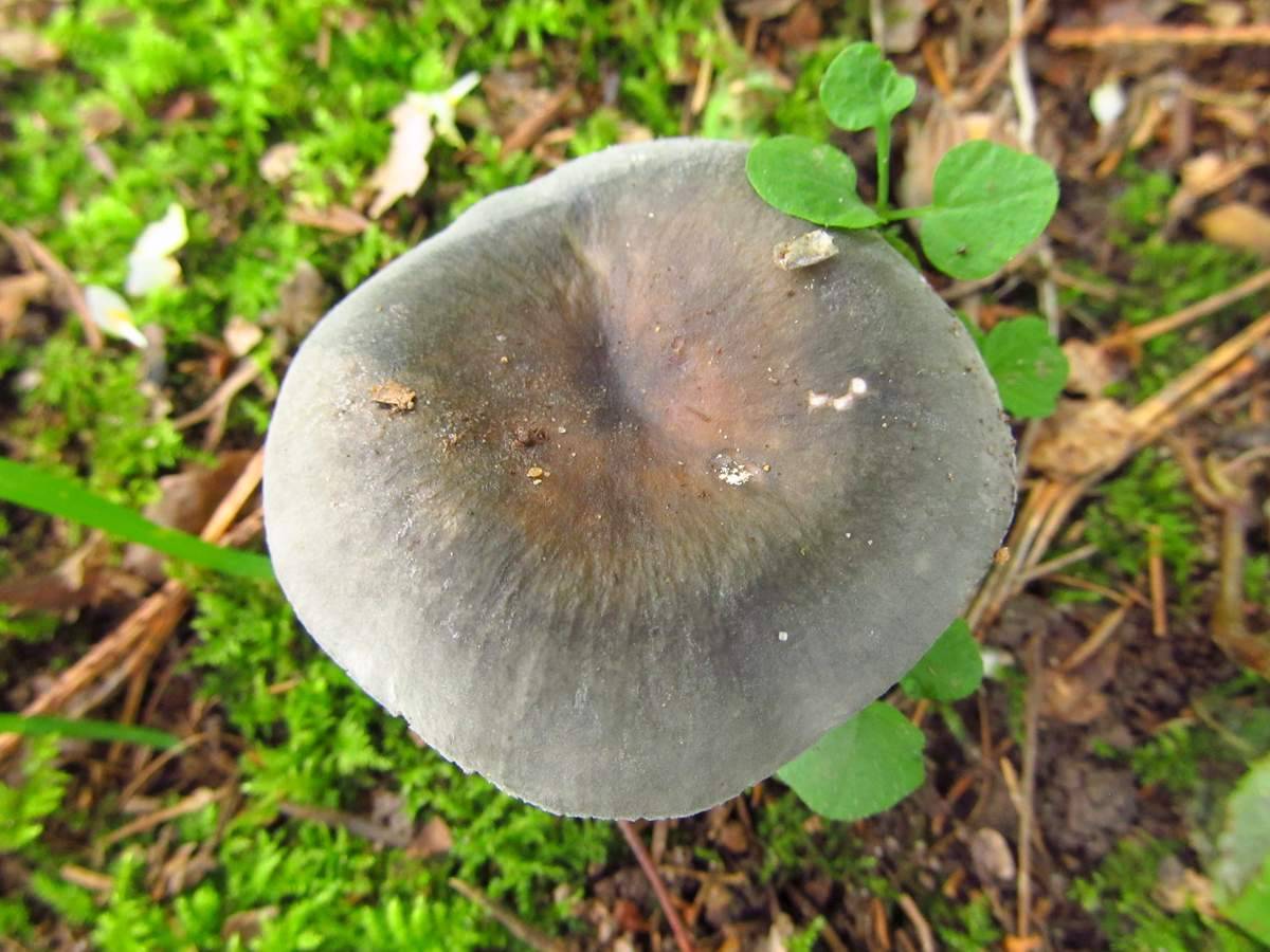 Съедобные грибы сыроежки: полезные свойства | food and health