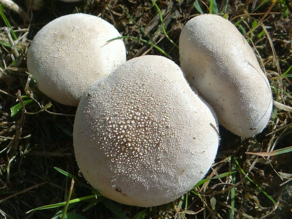 Дождевик луговой или дождевик полевой: фото, описание и как готовить этот гриб