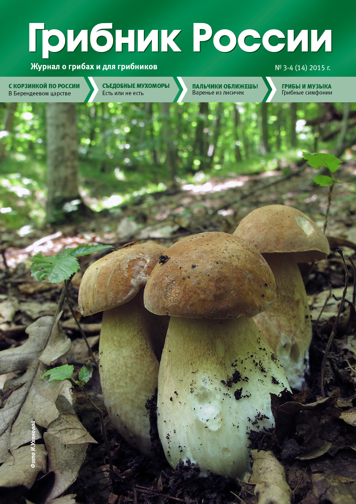 В лес за грибами: что нужно знать неопытному грибнику