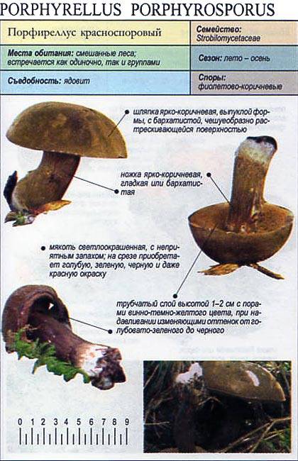 Порфировик изящный – съедобный гриб семейства болетовых. описание, особенности, схожие виды  | огородники