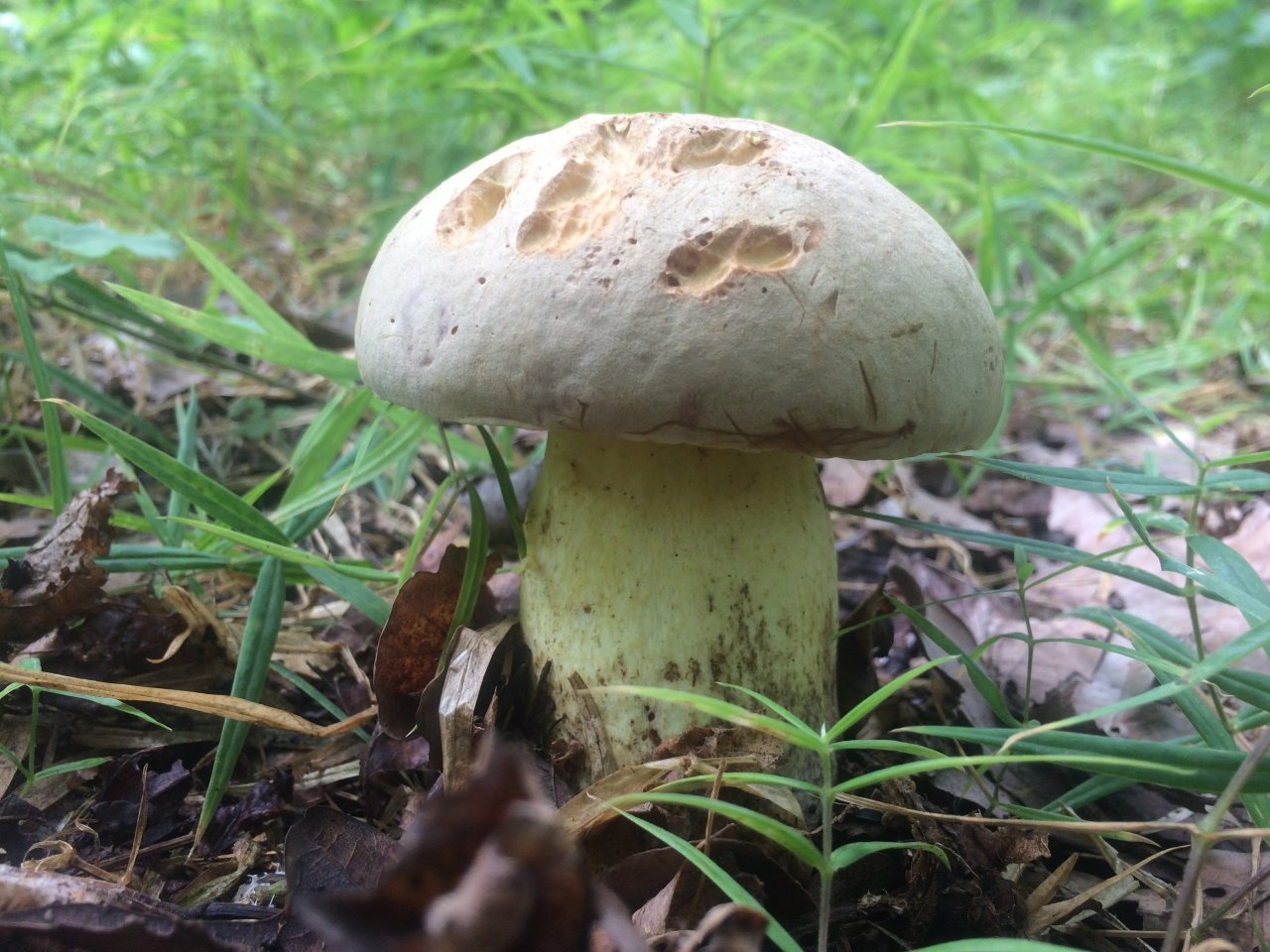 Боровик - 73 фото основных видов самых больших и вкусных грибов